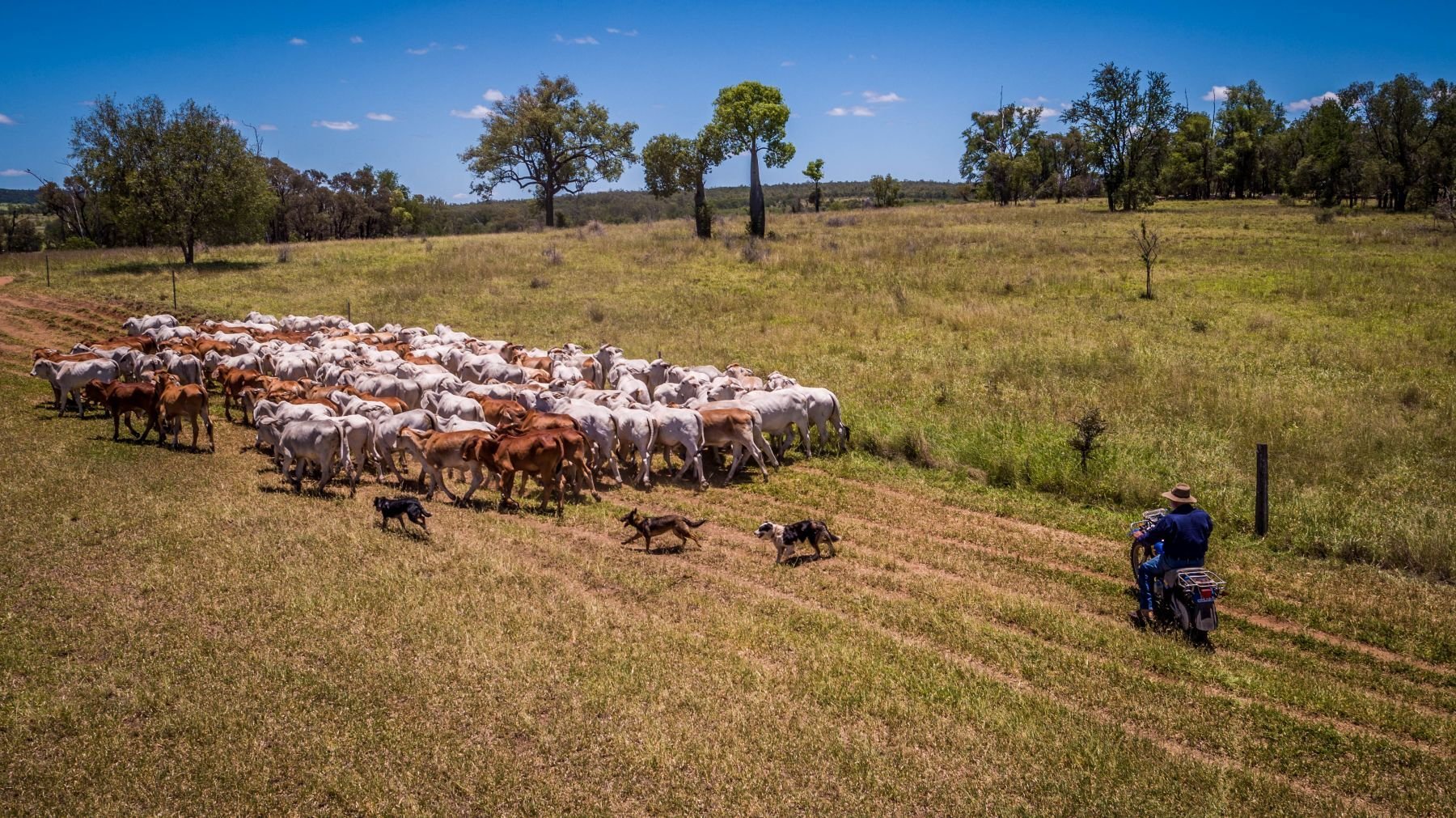 AuctionsPlus