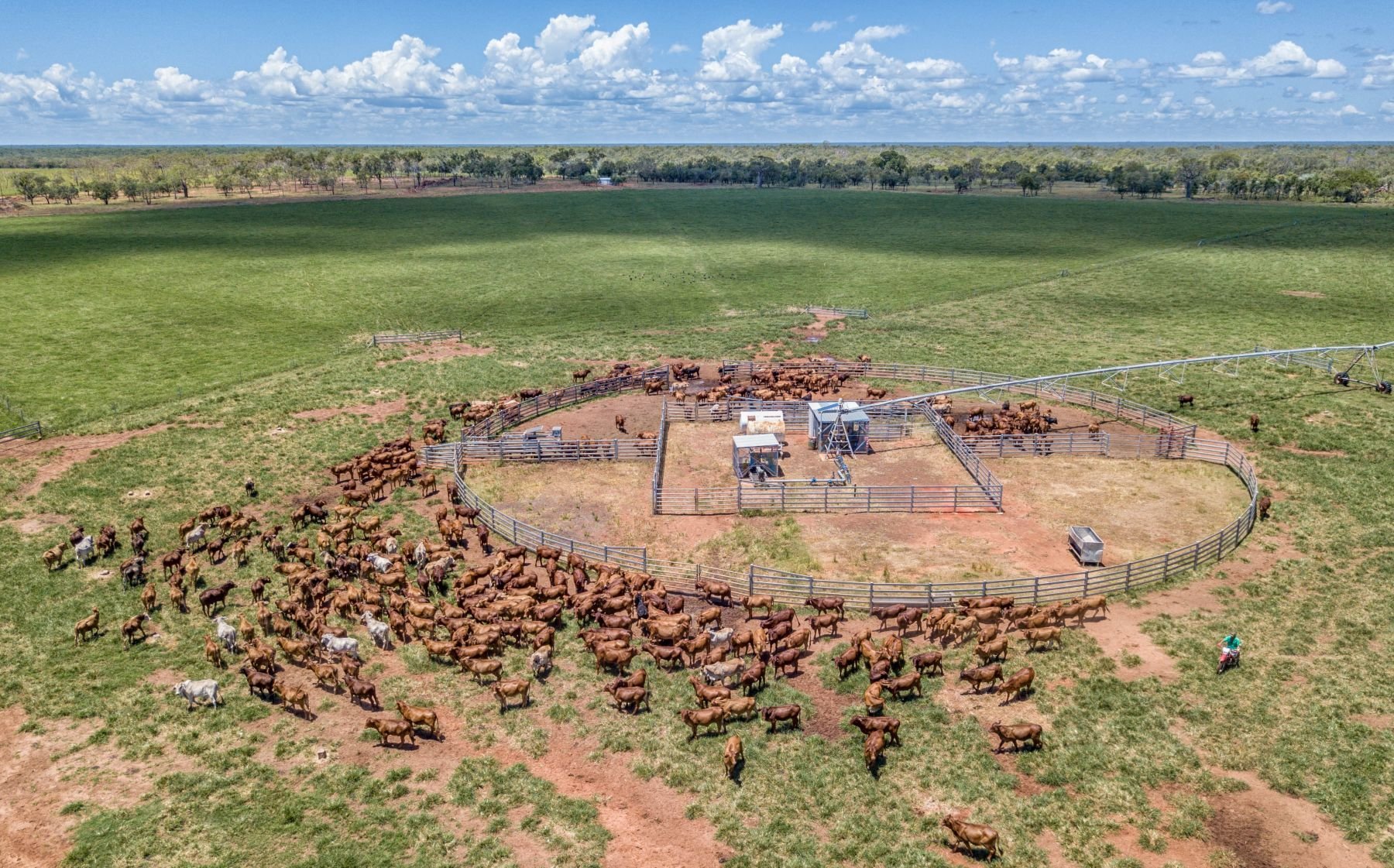 agrishots cattle birds eye view