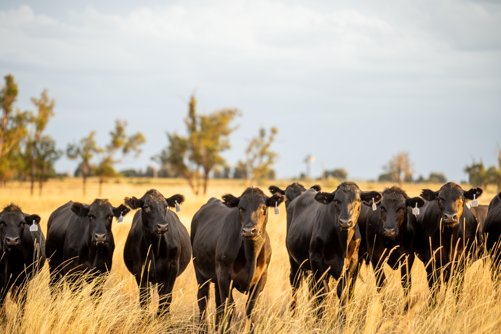 agrishots-angus-cows