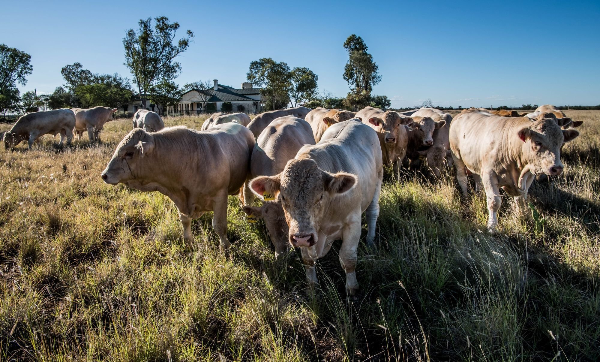 agrishots-charolais
