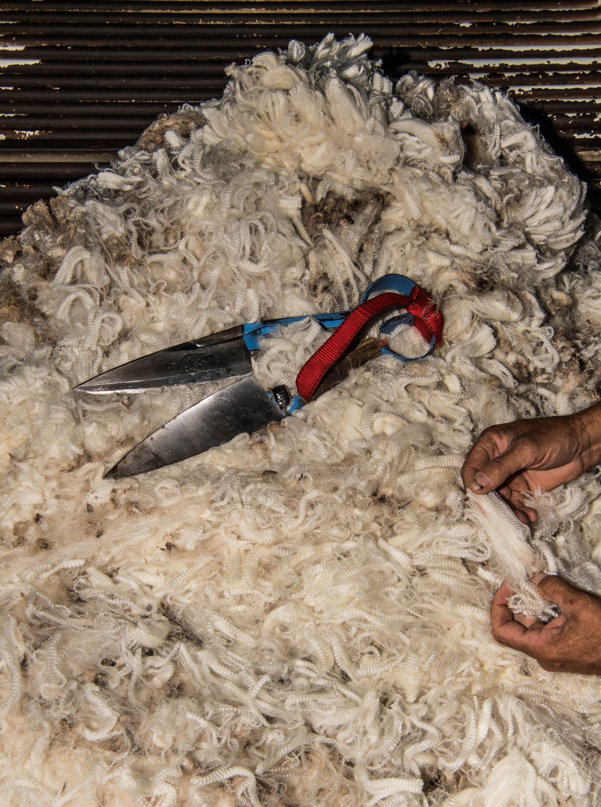 agrishots-sheep-shearing-shears