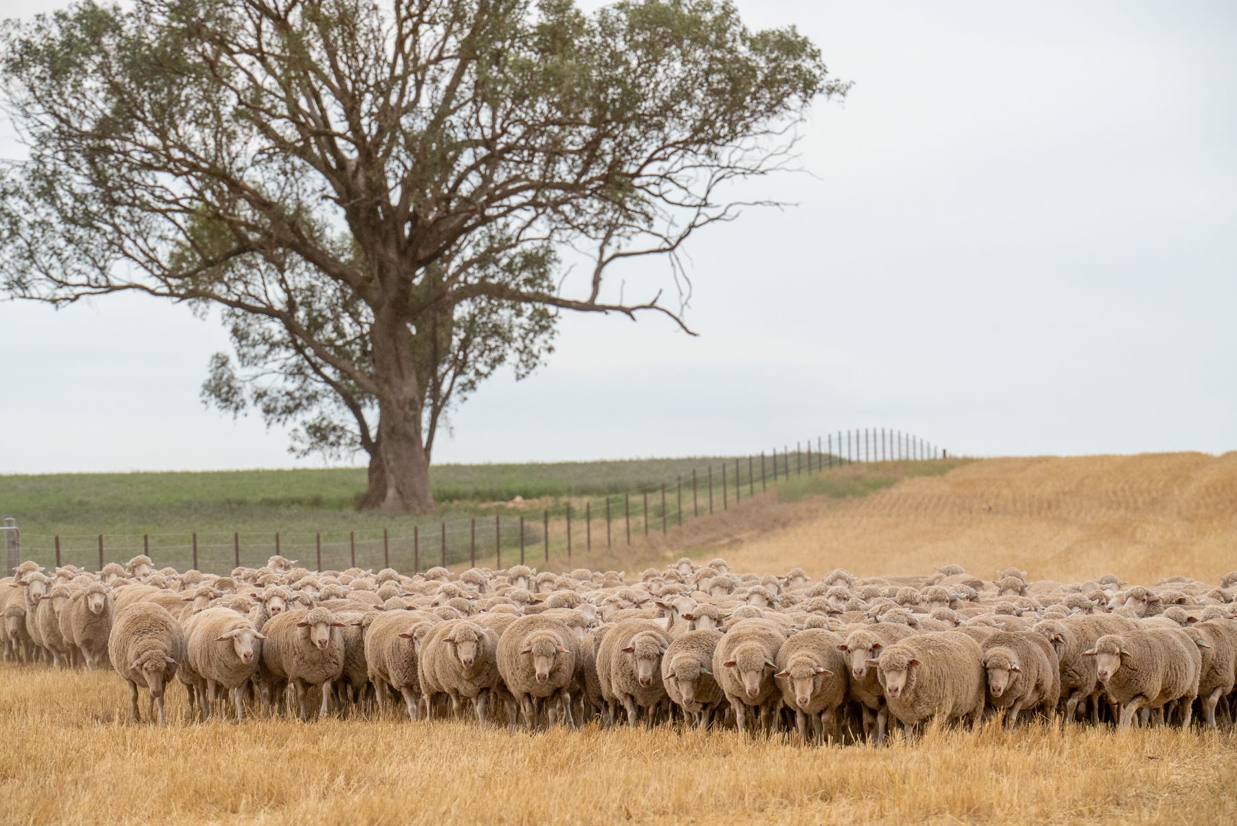 AgriShots-sheep