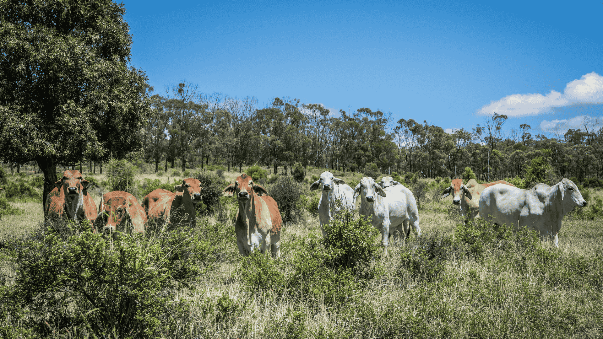 H agrishots cattle queensland