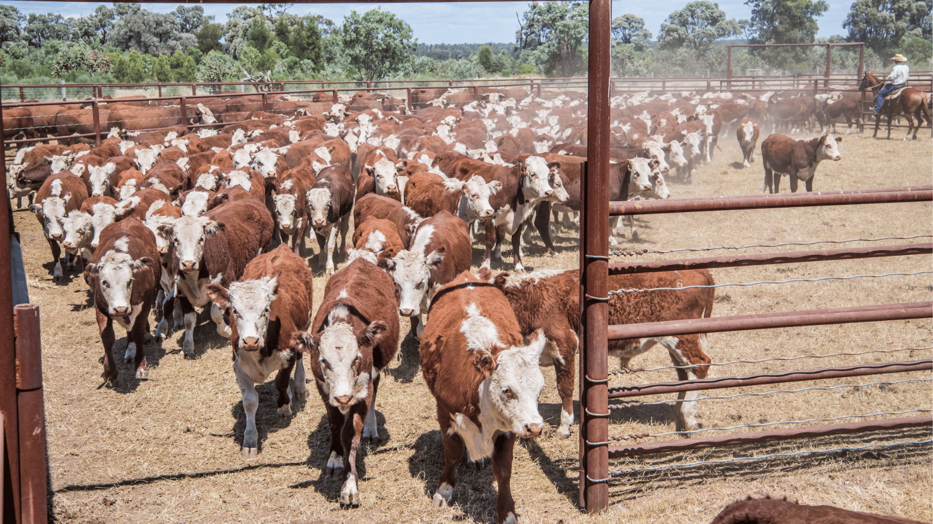 H agrishots hereford cattle yards
