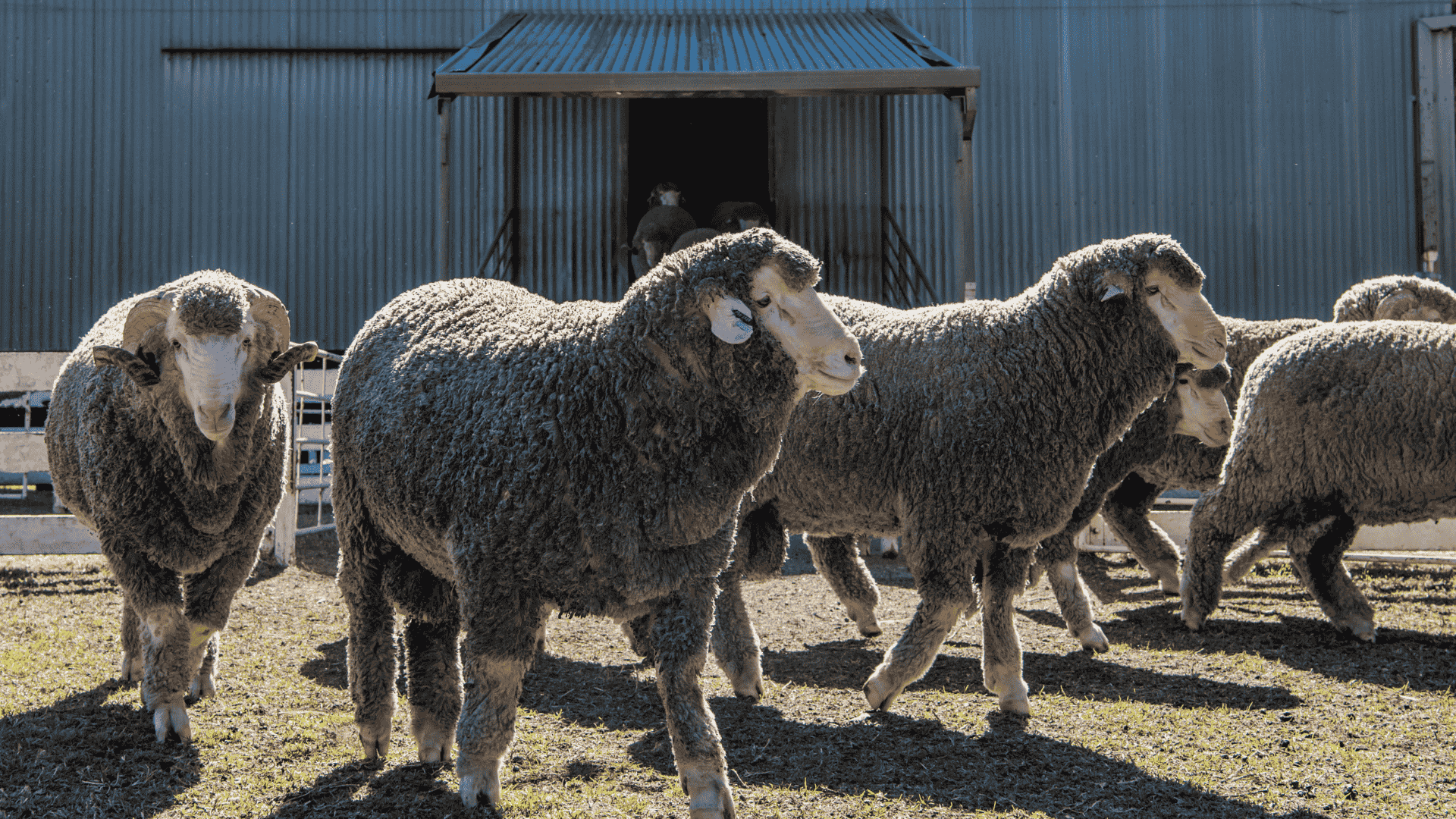 H agrishots merino rams sheep