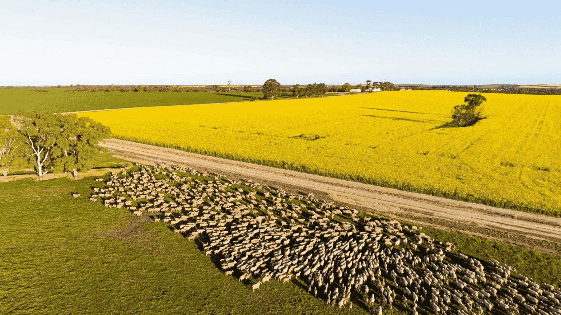 H agrishots sheep canola spring