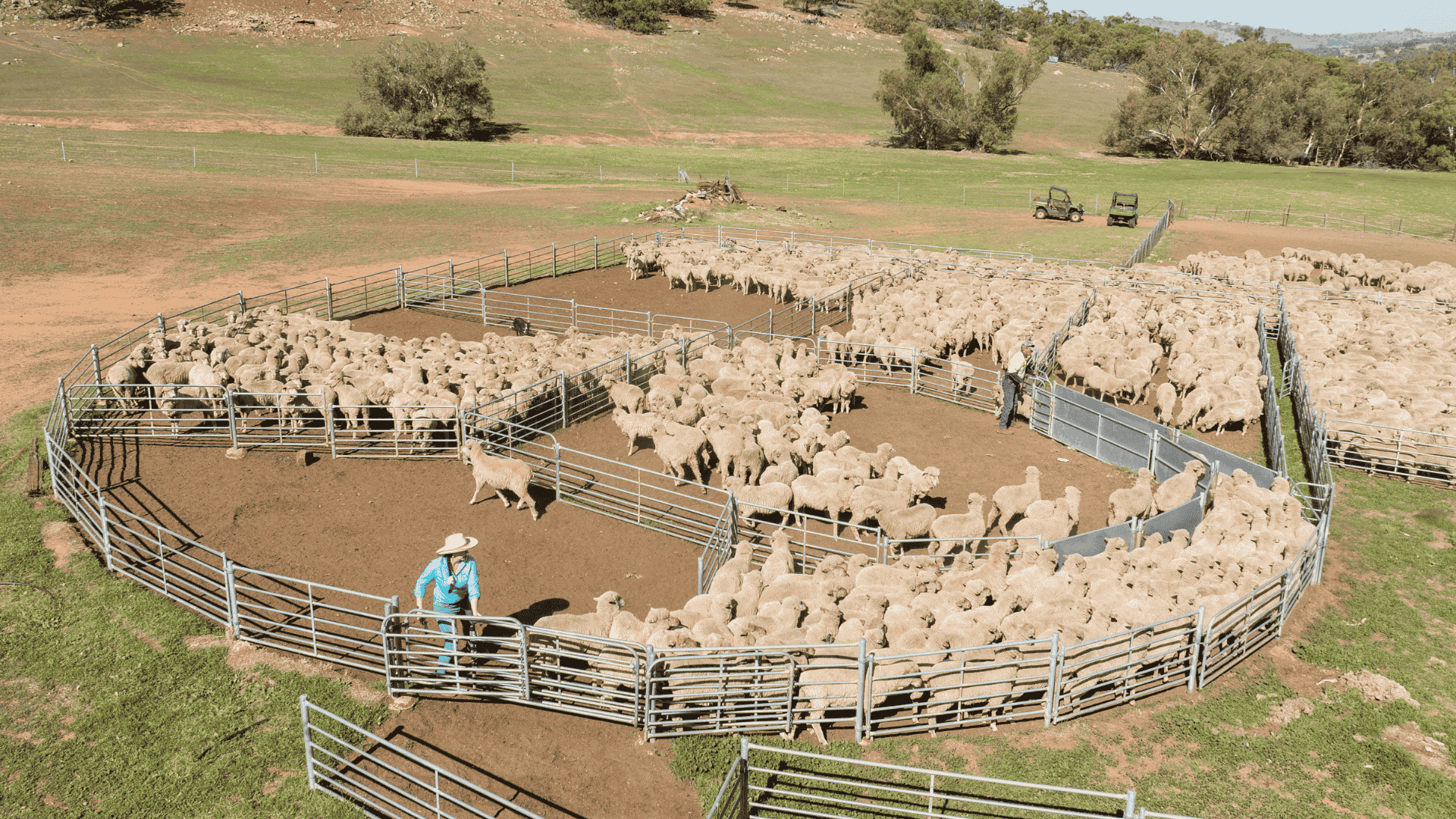 H agrishots sheep yards two people