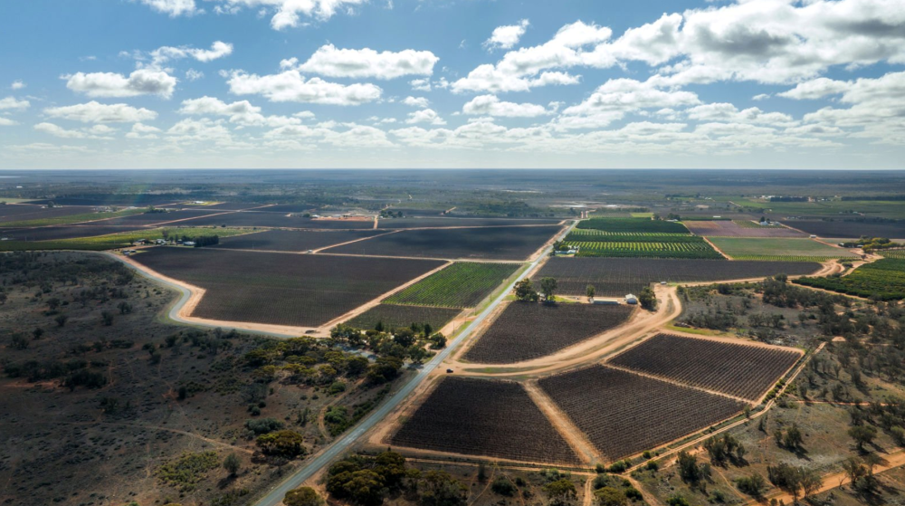 Duxton vineyards