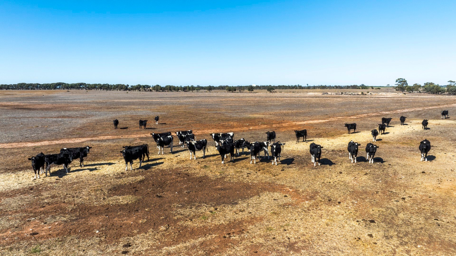 Jervois Beston Dairy site_Colliers SA_1