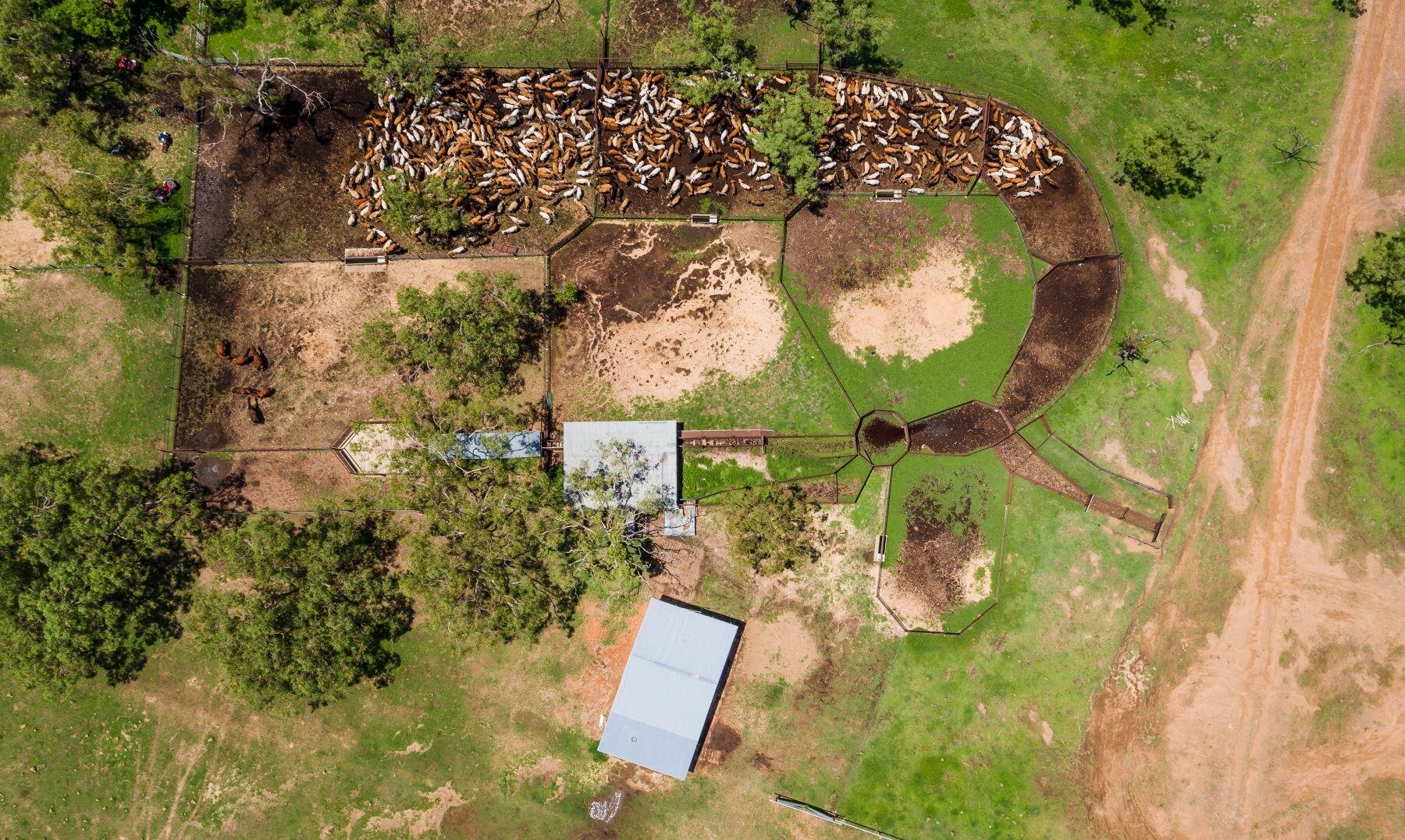 agrishots cattle birds eye view-1