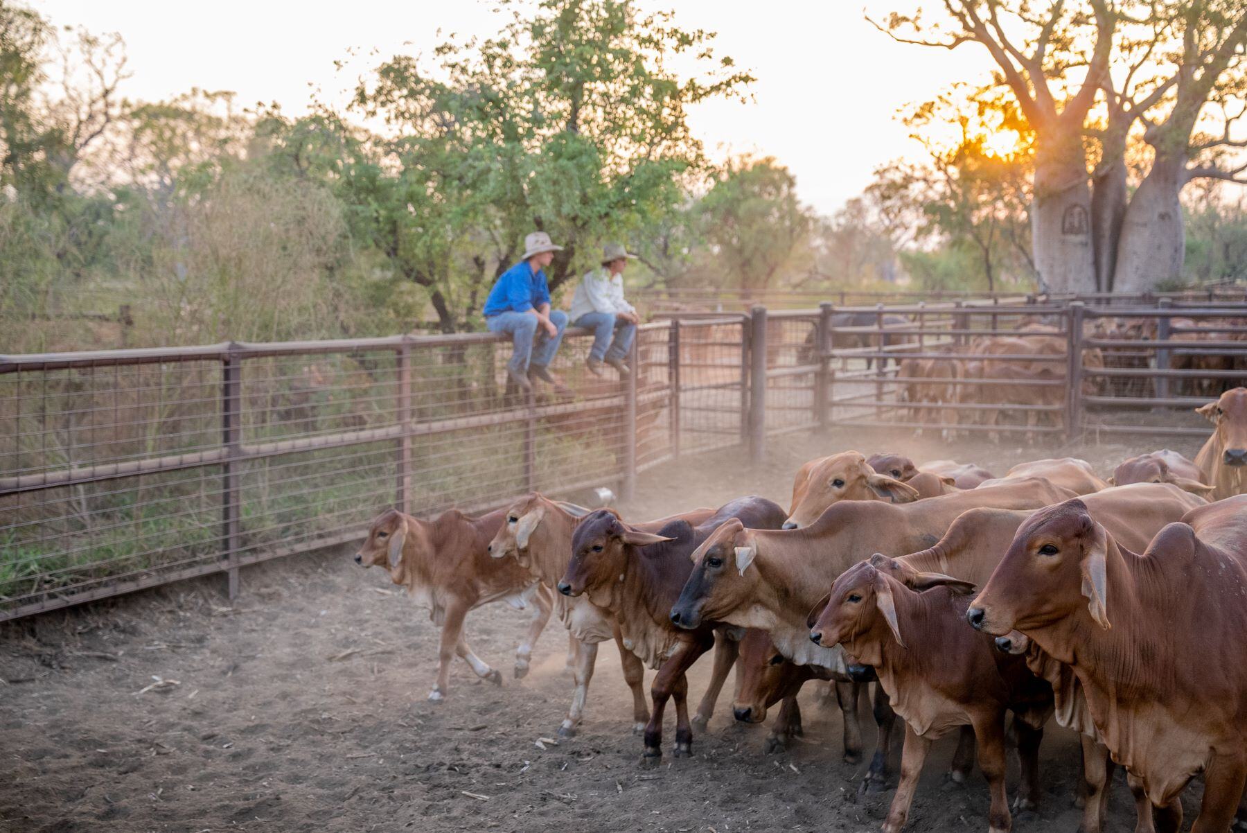 agrishots-brahman-cattle-qld-yards