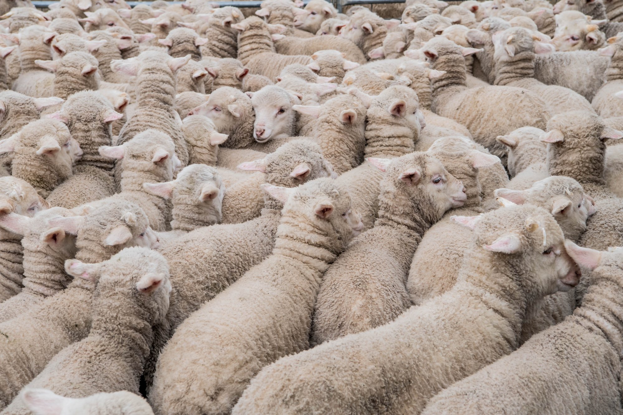 Lambs in yard