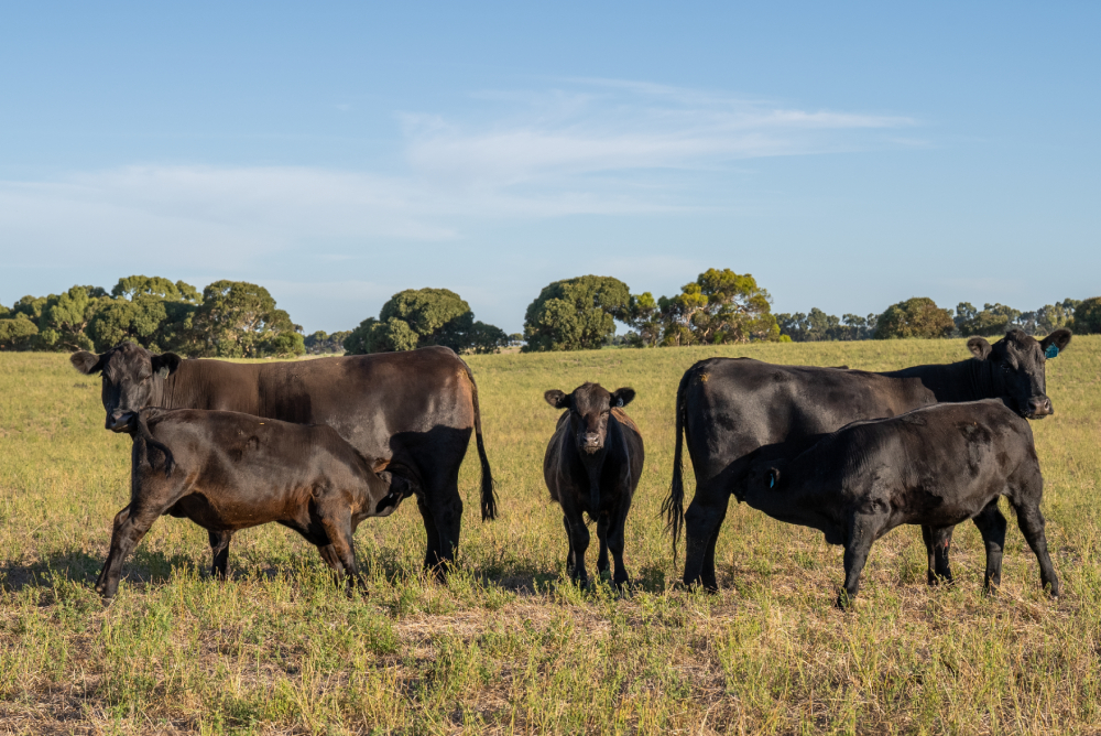 Angus Agrishots