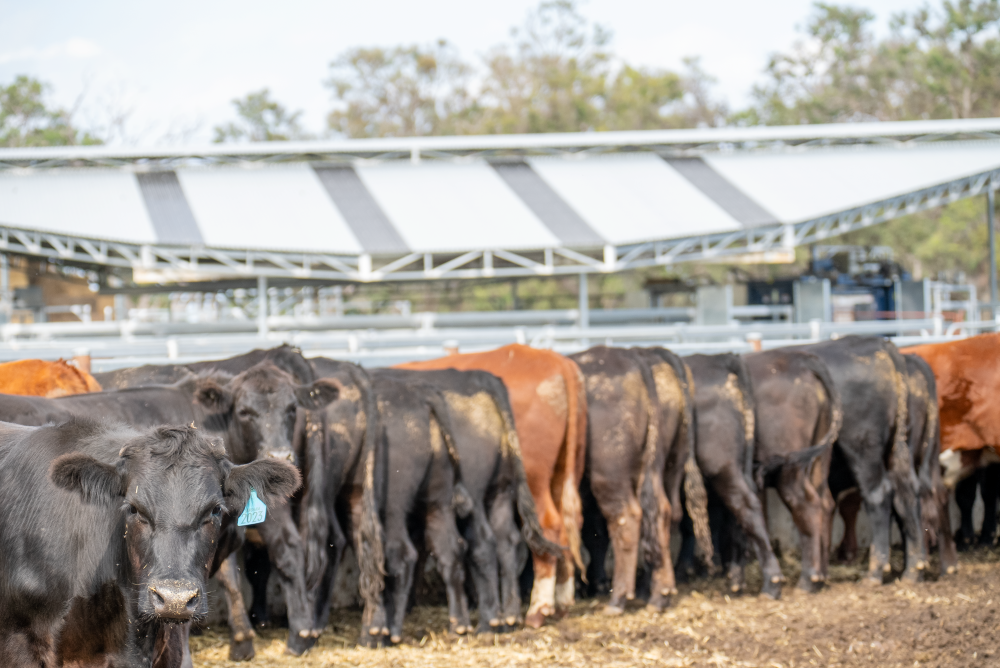 Steers feedlot agrishots