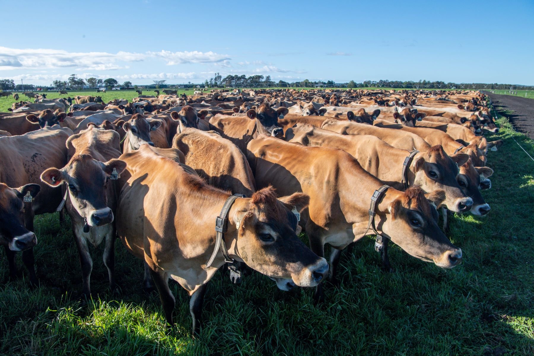 Jersey cows in paddock