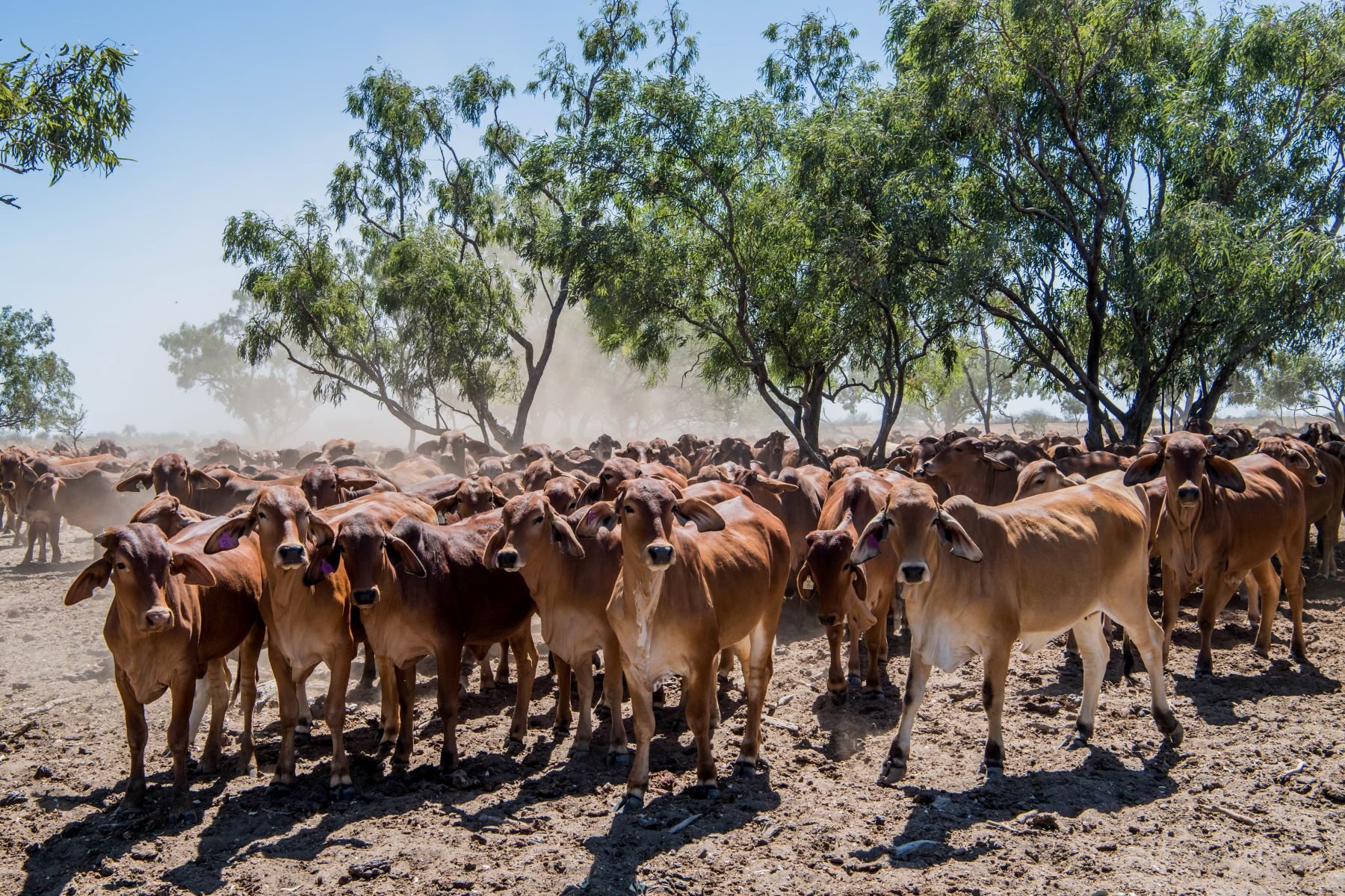 AgriShots Qld cattle braham