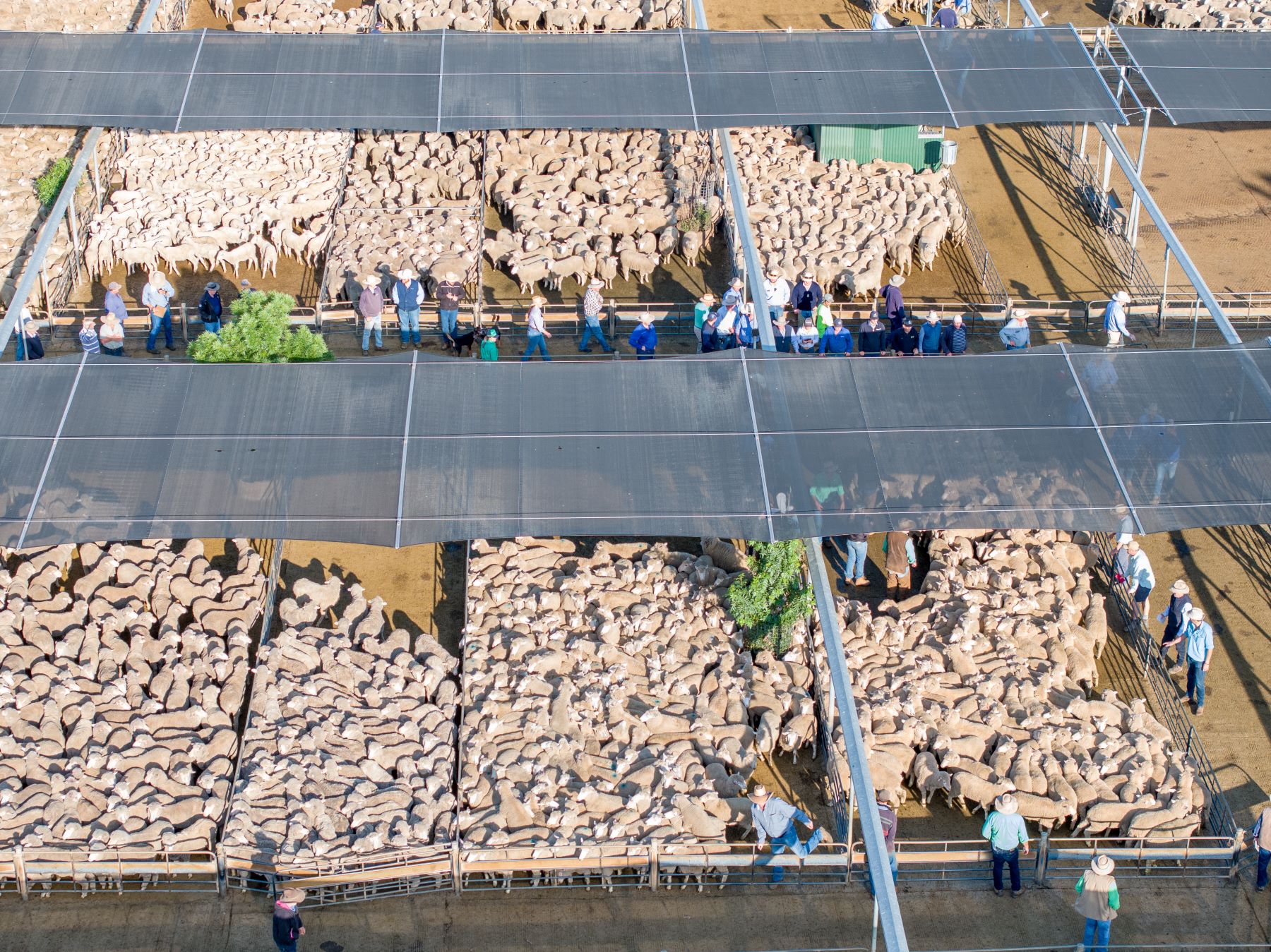 Sheep yards from drone view