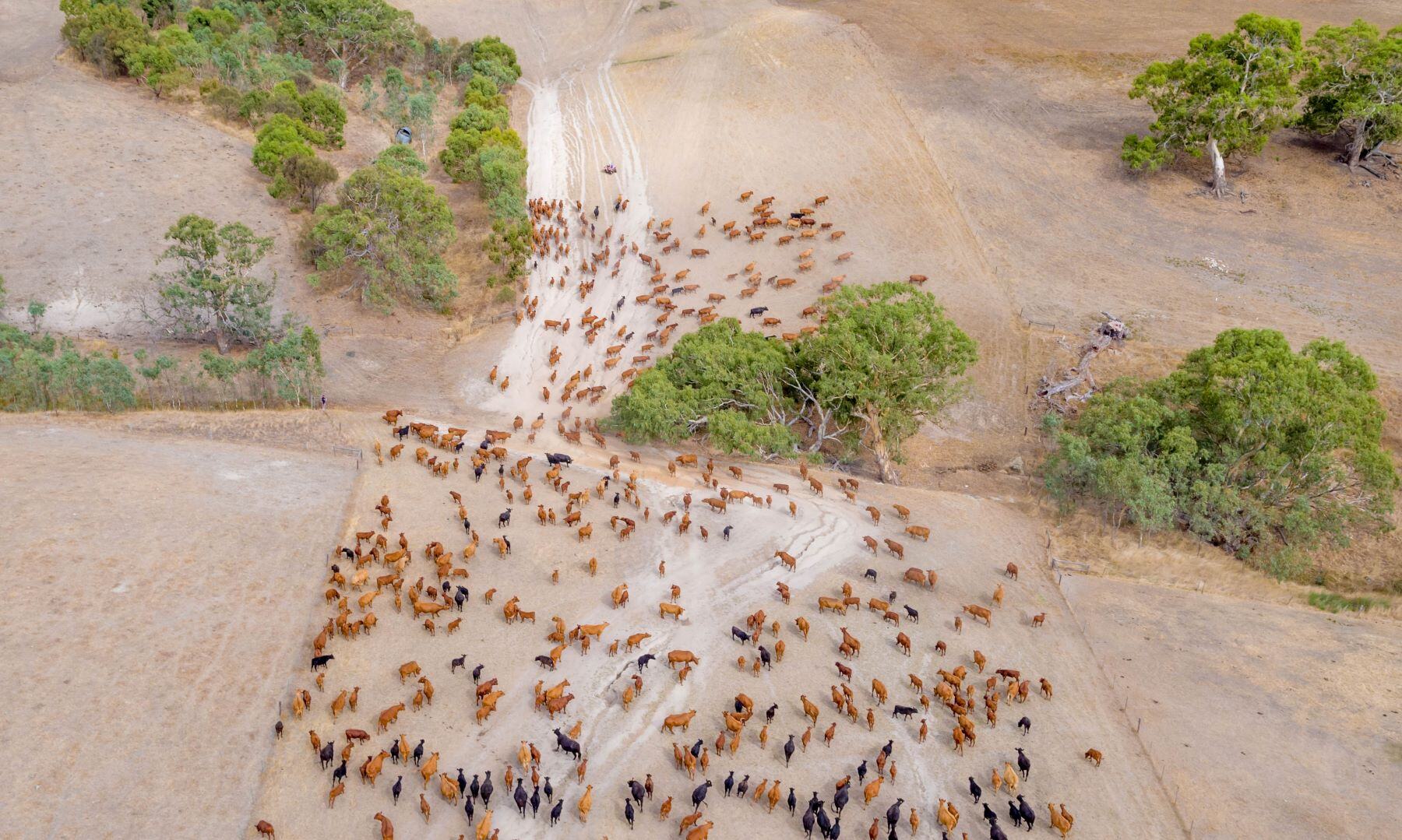 AgriShots cattle comments birds eye view paddock mixed