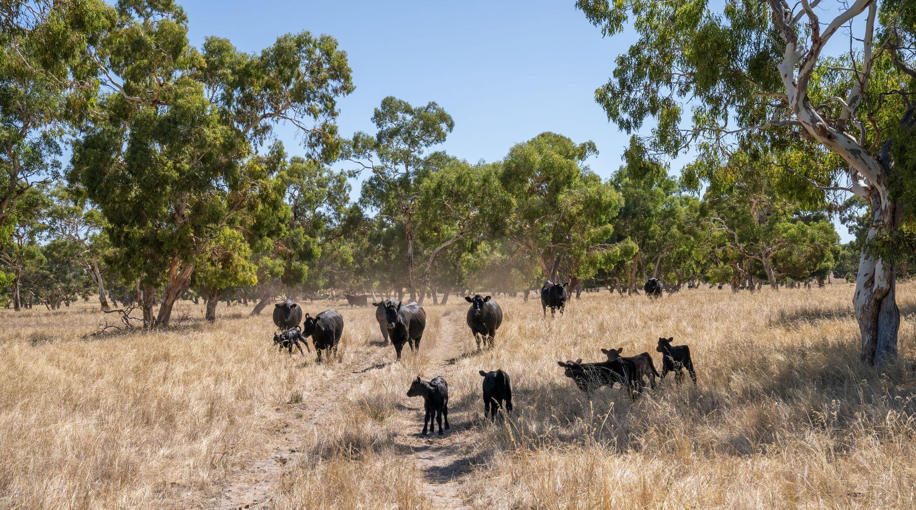 AgriShots cows with calves comments cattle