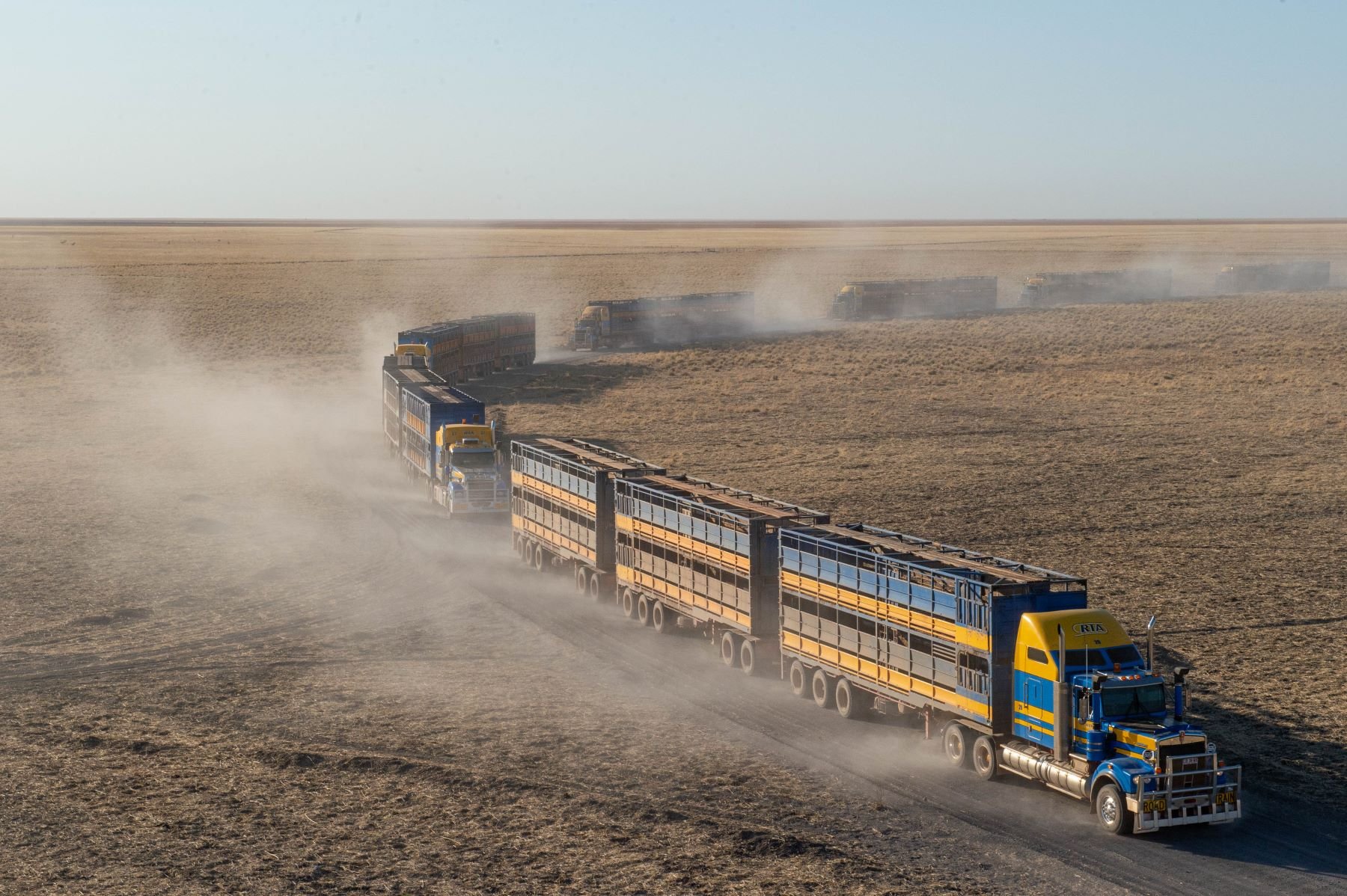 Road trains moving livestock