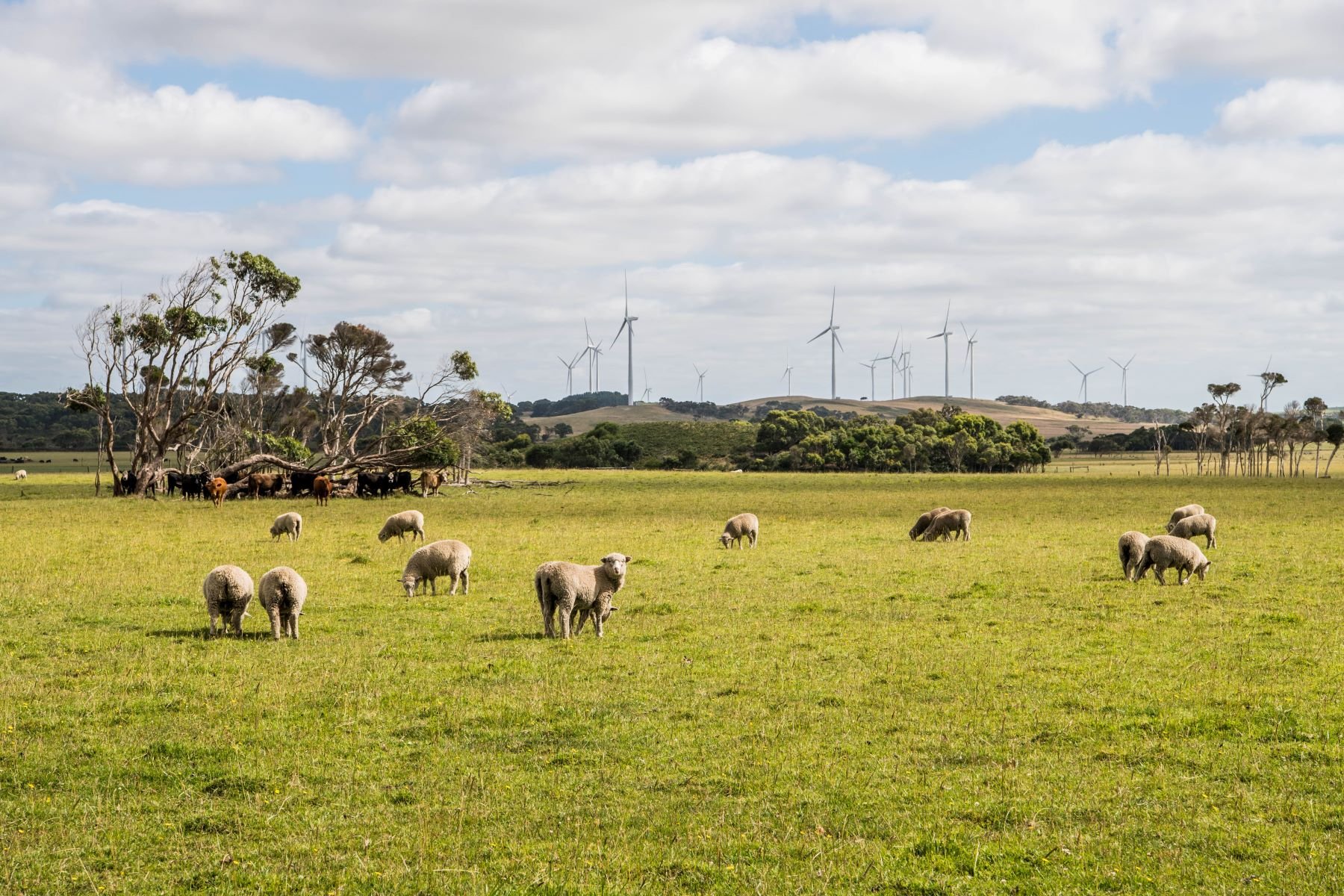 AgriShots sheep cattle wind turbines