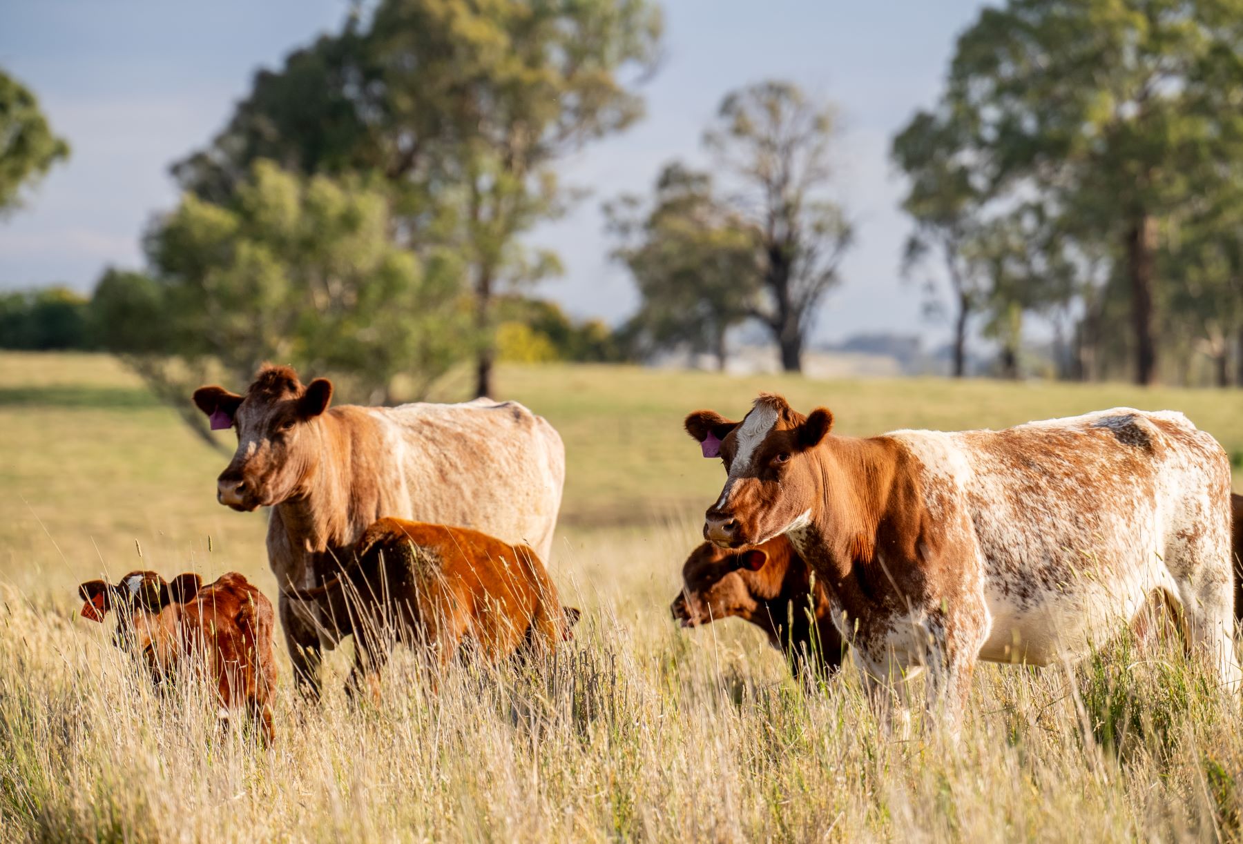 shorthorn cattle in a paddock