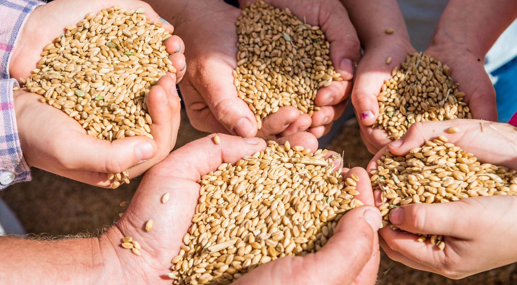 AgriShots wheat hands