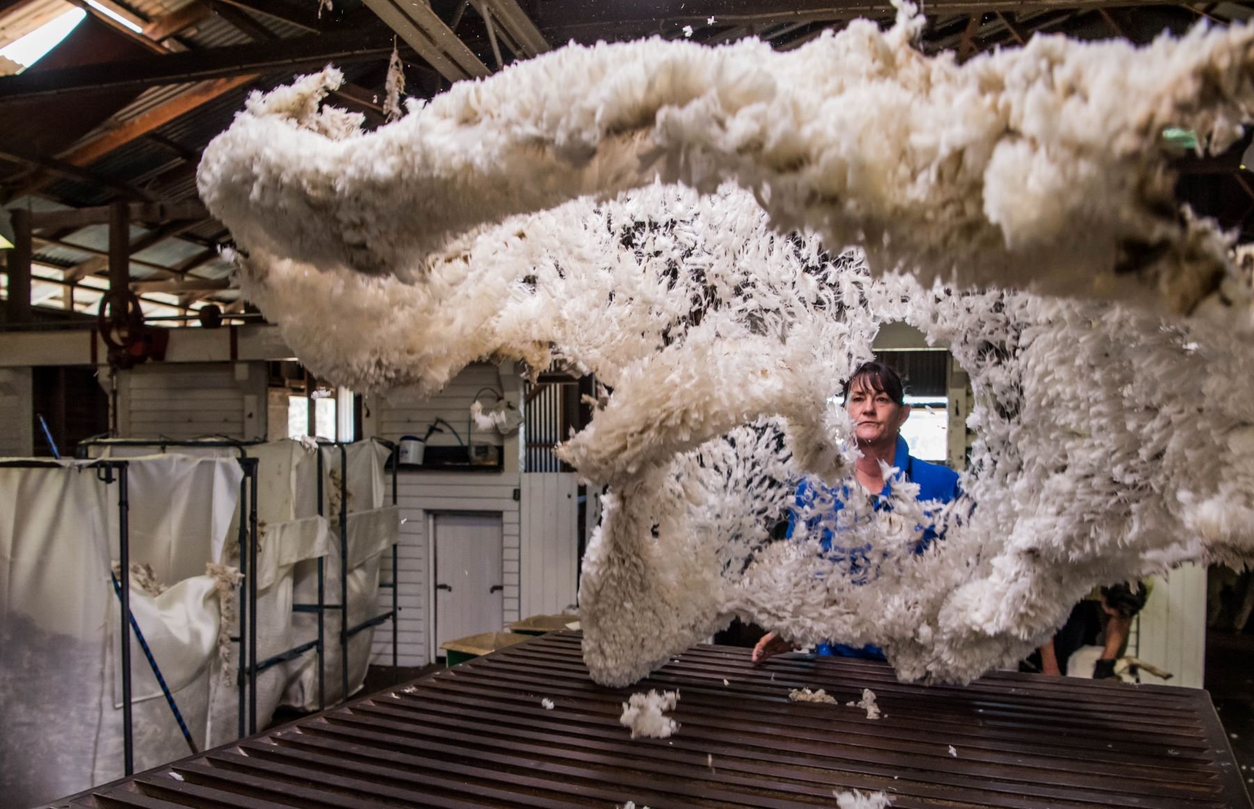 Wool fleece being thrown onto table