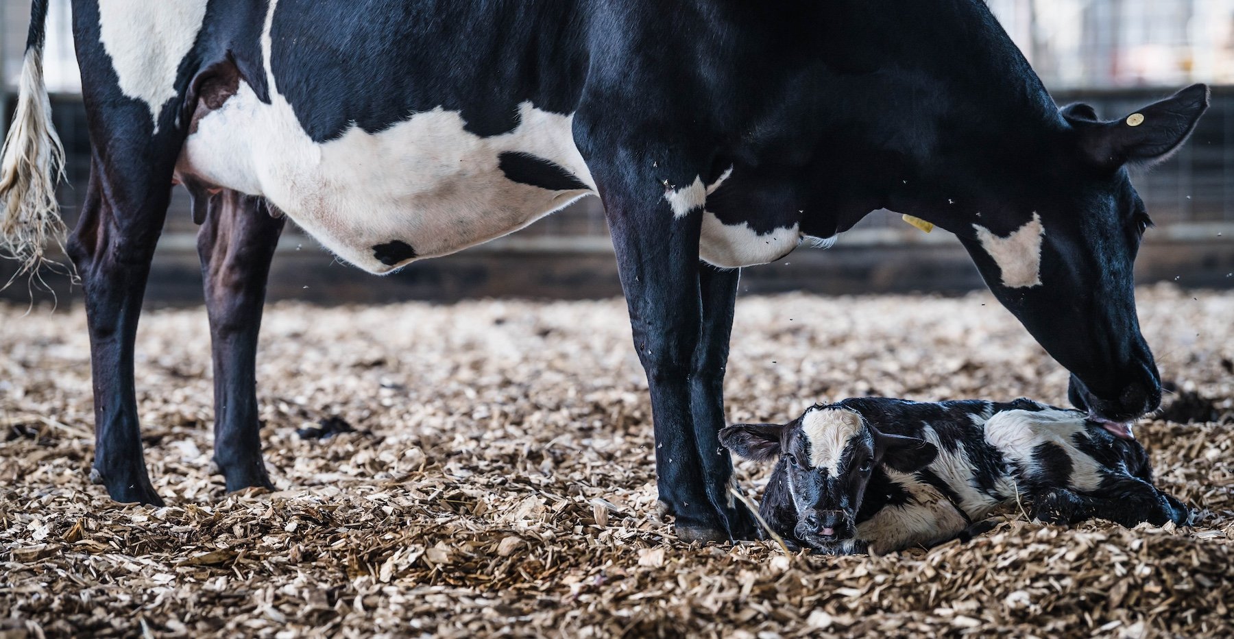 Holstein cow and calf