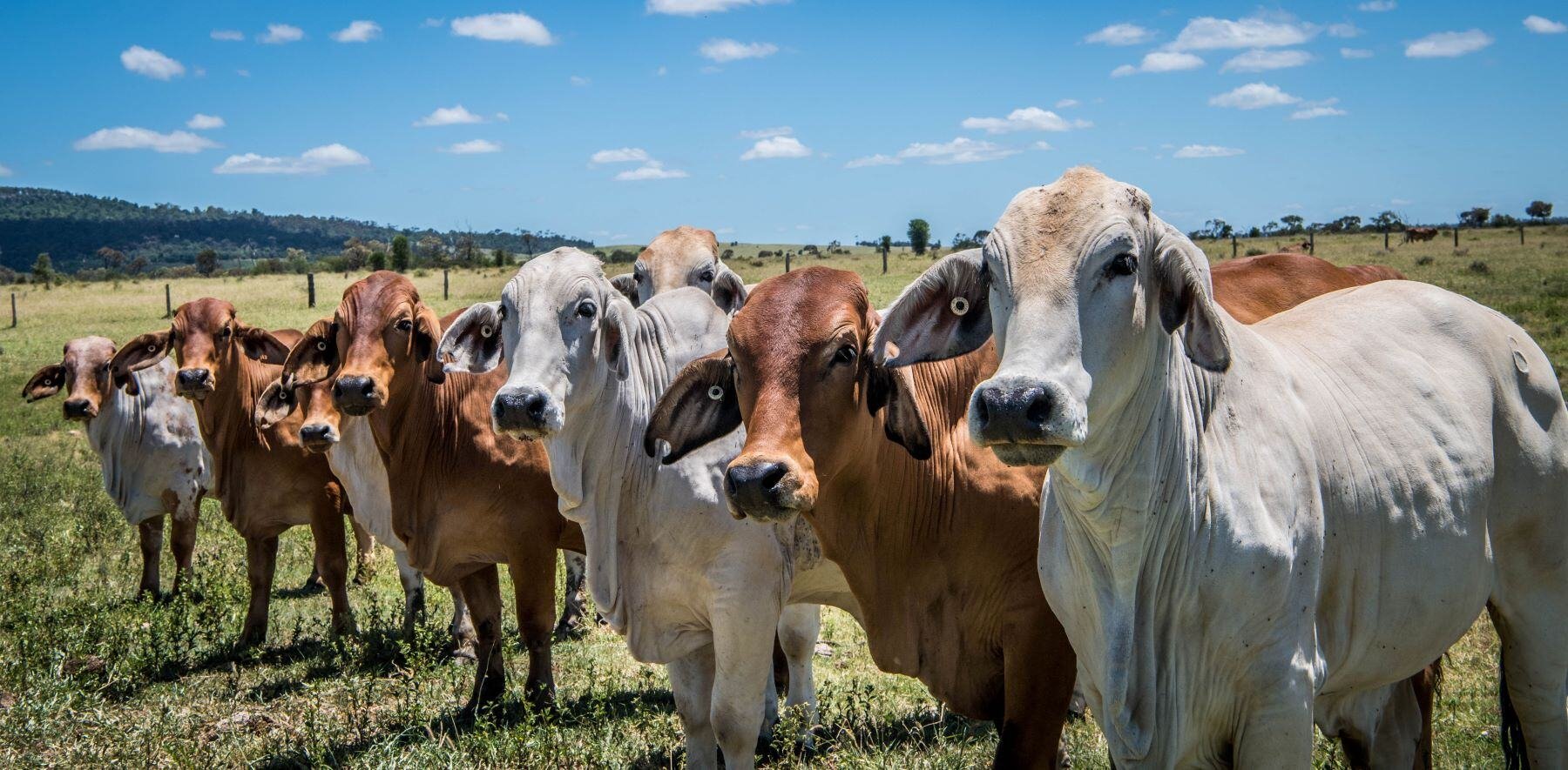 Agrishots cattle qld