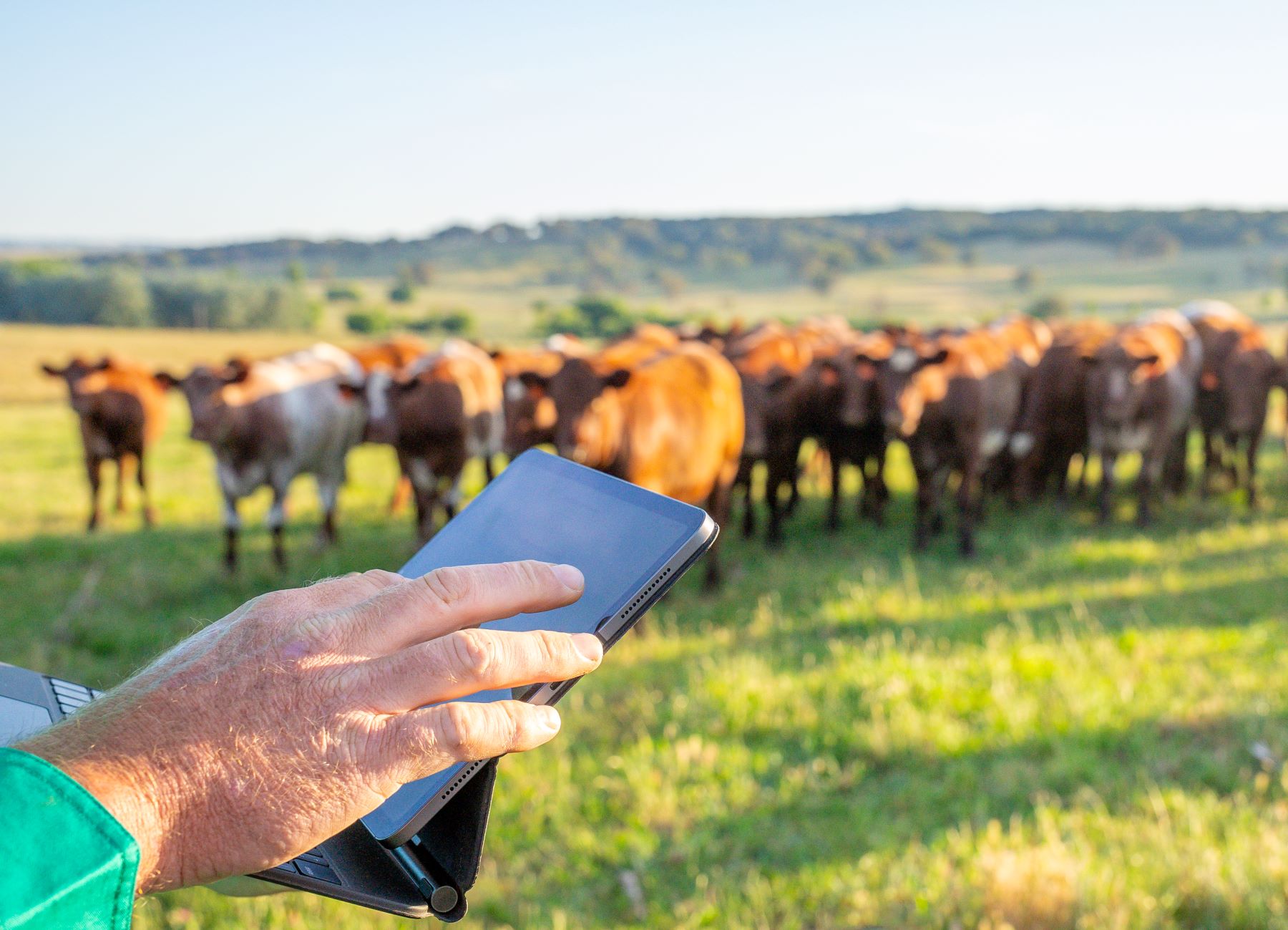Agrishots hands cows