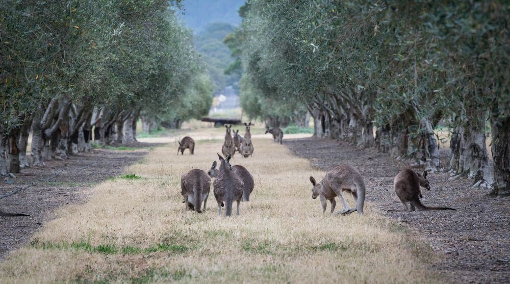 Agrishots-kangaroo