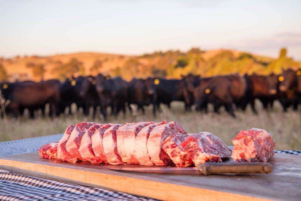 Agrishots_cattle_beef