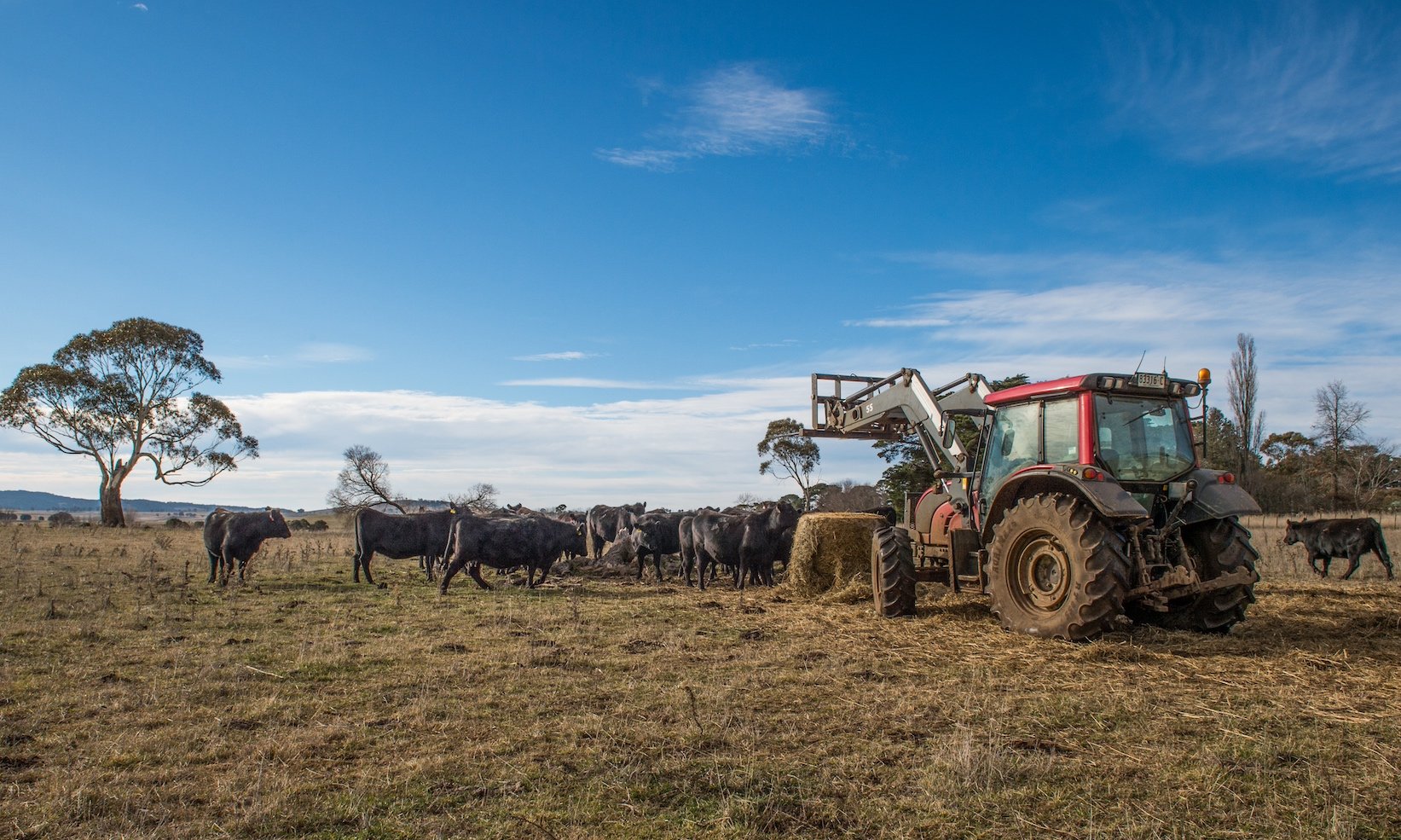 Angus Beef Cattle Feeding Lagoon New South Wales NSW Stud Sunrise Tractors Water