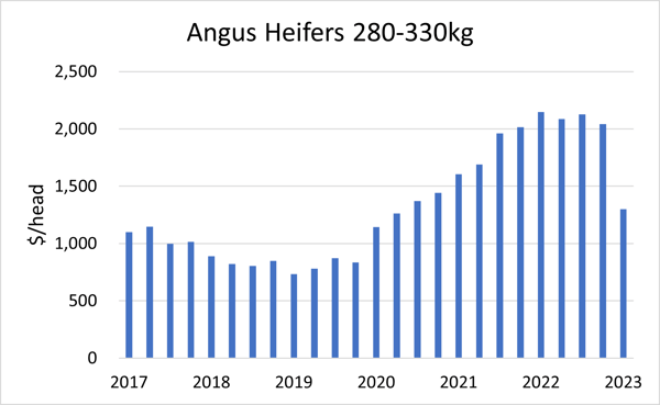 Angus Heifers 280-330kg