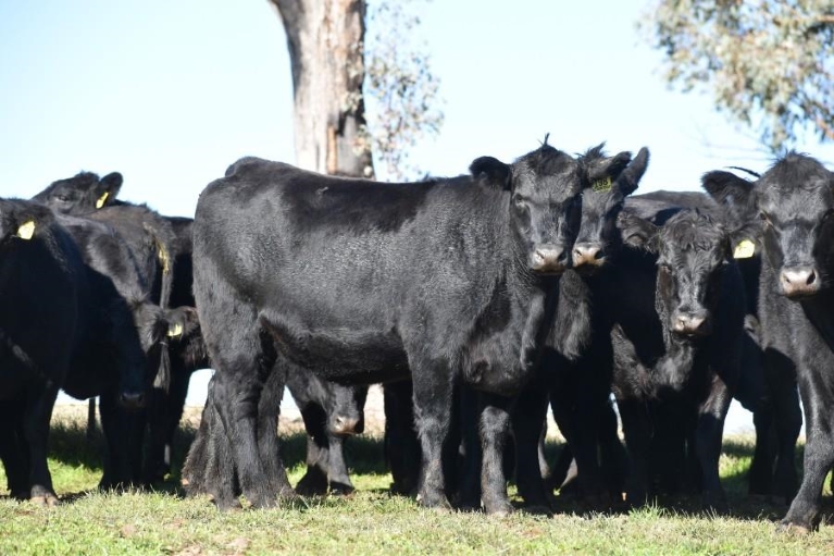 Angus PTIC Heifers