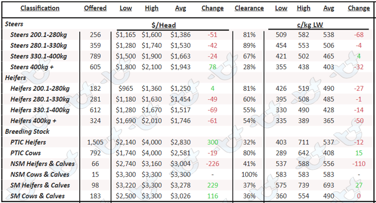 Angus cattle price 27.1.23