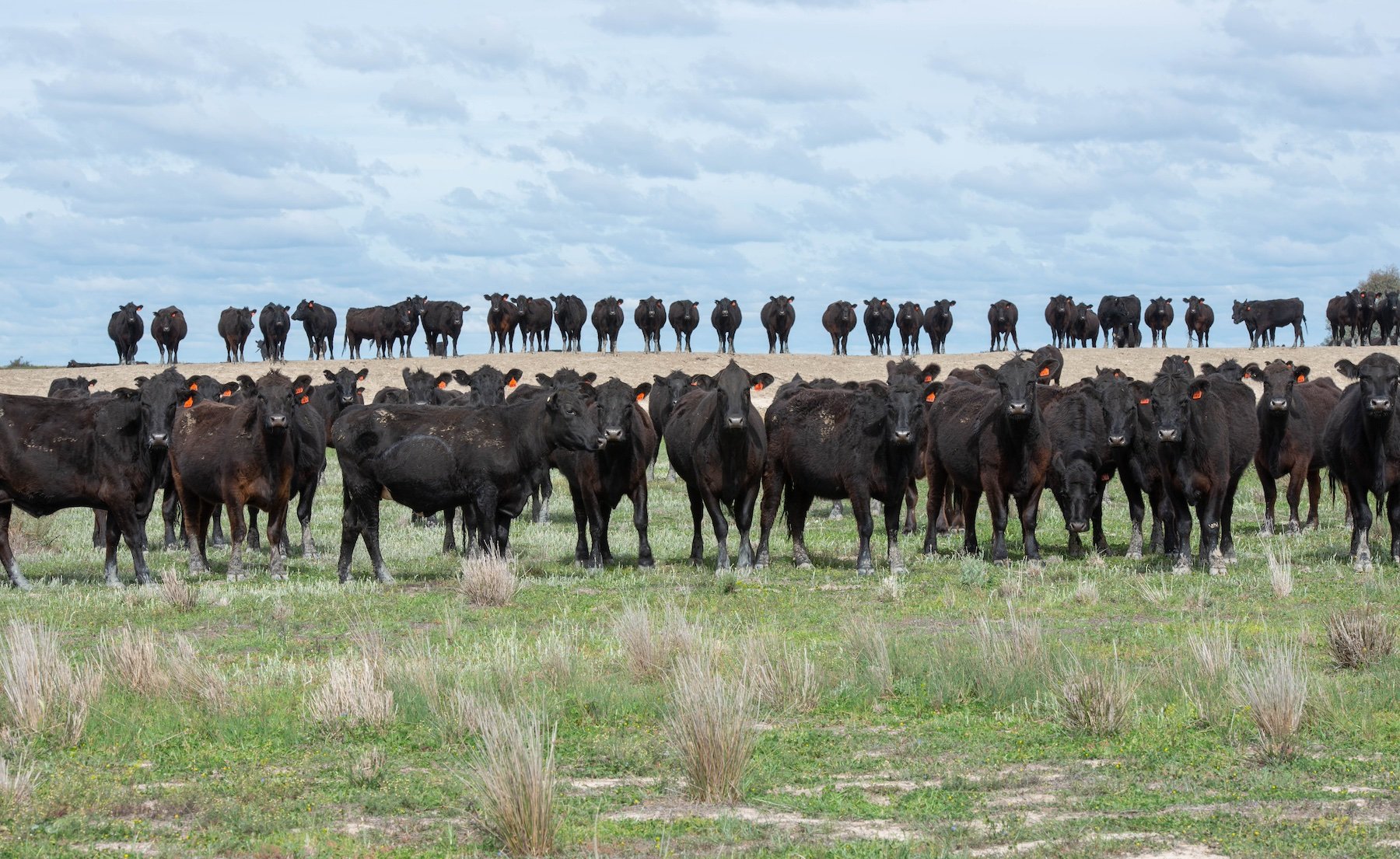 Angus cows_agrishots