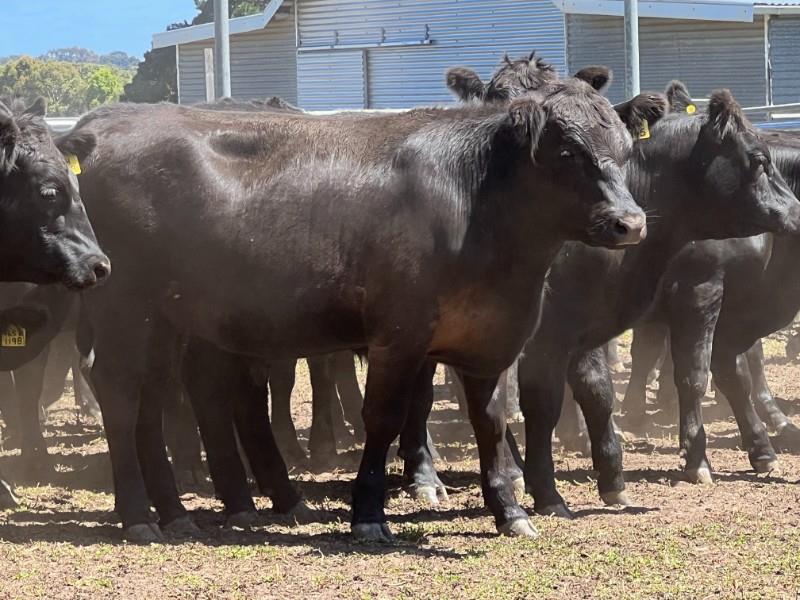 Angus feeder steers