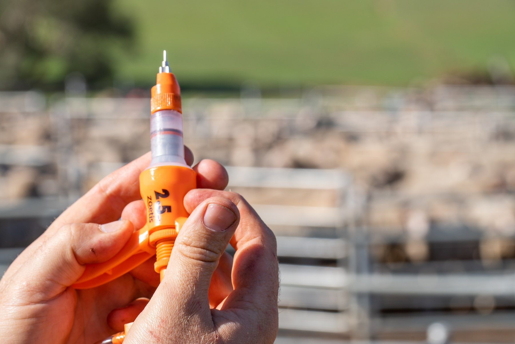 Vaccination dosage at sheep yards