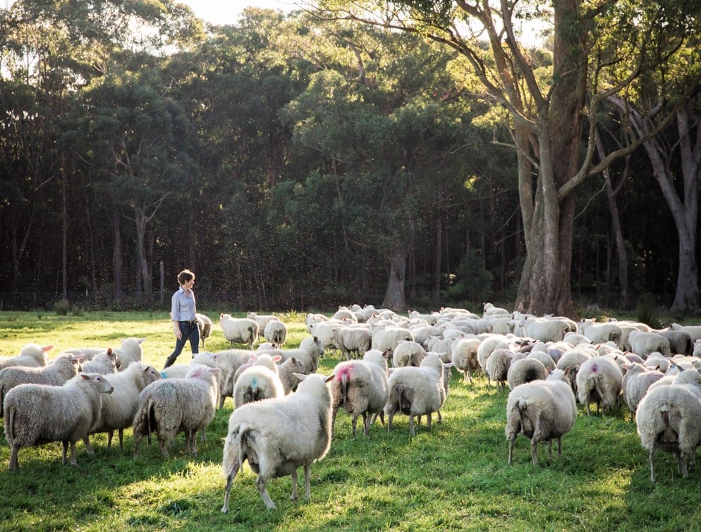 Artisan Sheep Milk Dairy 4