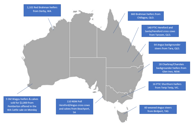 AuctionsPlus Cattle Markets – They are coming from everywhere this week!