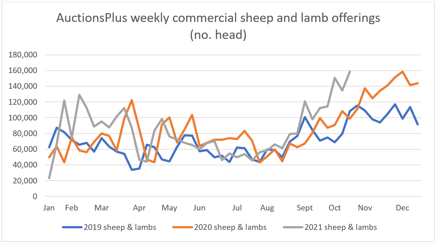 AuctionsPlus Commercial Sheep & Lamb Offerings