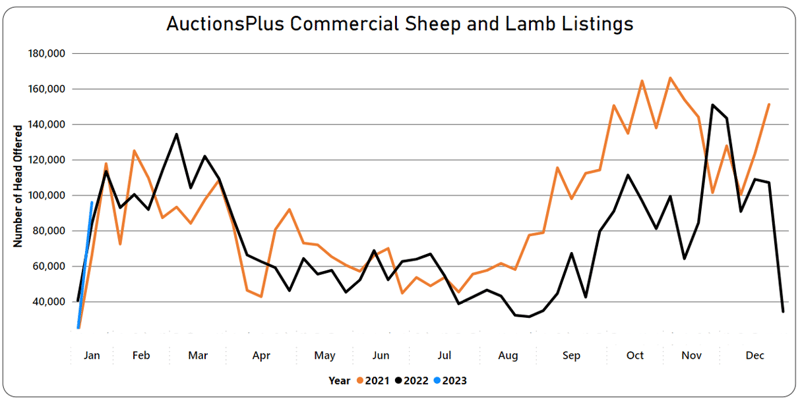 AuctionsPlus Commercial Sheep and Lamb Listings