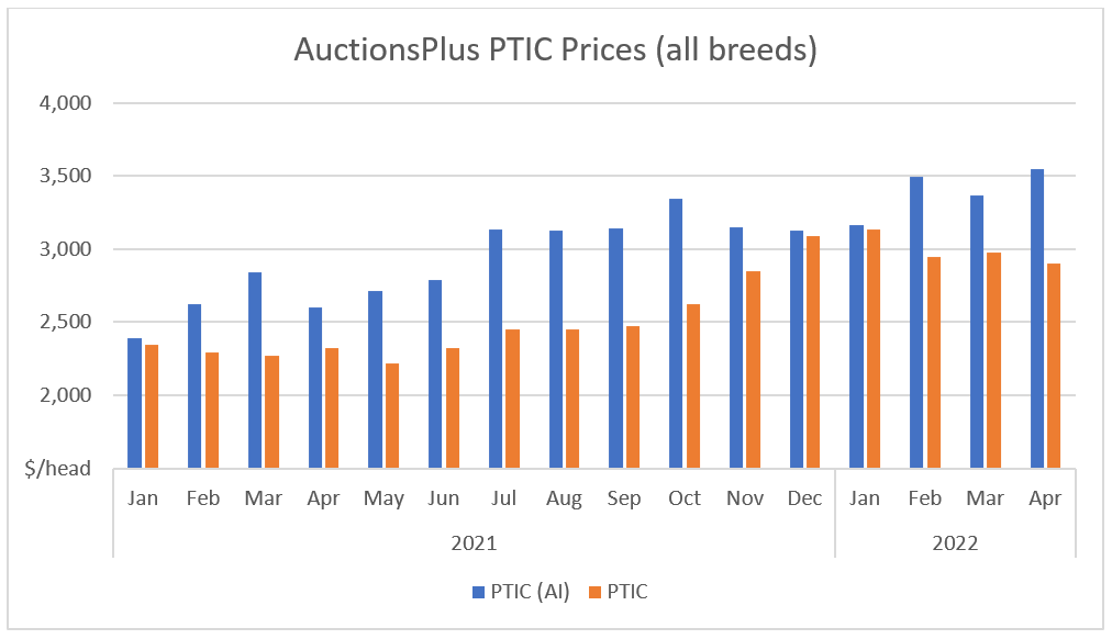 AuctionsPlus PTIC Prices (All Breeds) MarketPulse 12.5.22