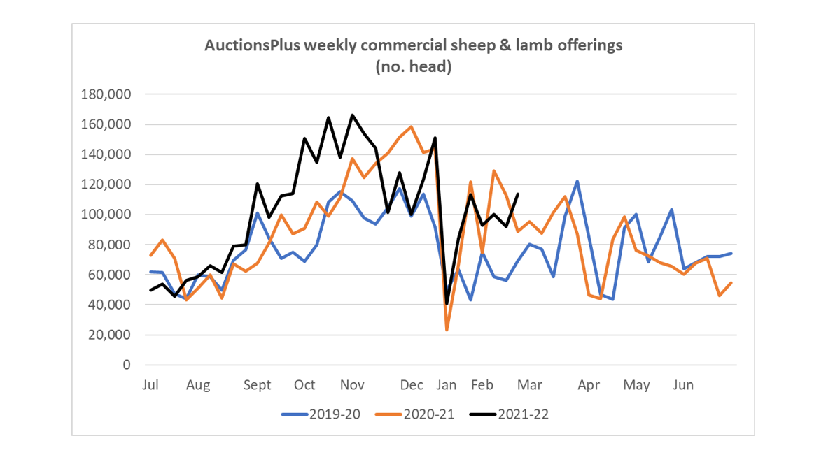 AuctionsPlus Weekly commericial Sheep and Lamb Offerings (no of head)