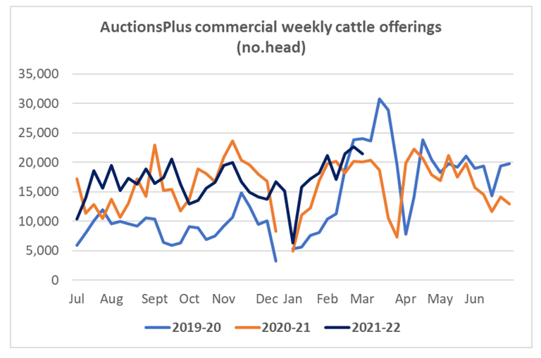 AuctionsPlus commercial weekly cattle offerings (no of head) 4.3.22