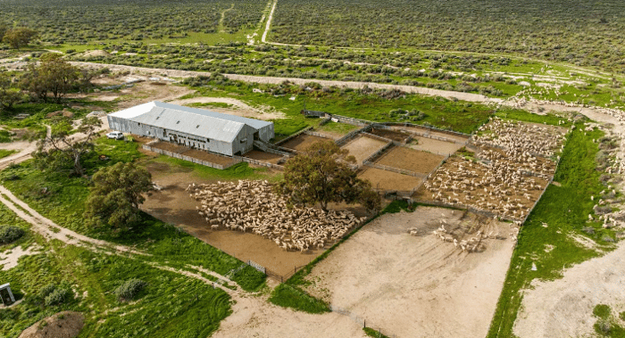 Auctionsplus 16 million pay day for owners of Glen emu Station in Balranald NSW 12.12.22