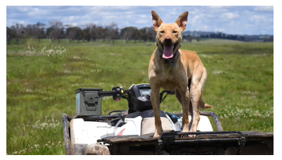 Auctionsplus Lot 10 Mandalay Tex 4.12.22-1