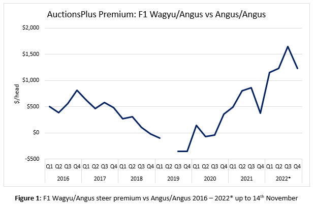 Auctionsplus Marketpulse Auctionsplus premium F1 wagyu angyus vs angus angusfig 1 17.11.22